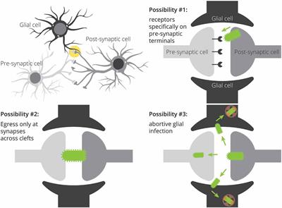 The Serendipity of Viral Trans-Neuronal Specificity: More Than Meets the Eye